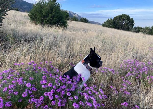 /images/uploads/albuquerque publishing company/abqjournalpetcontest2024/entries/29754thumb.jpg